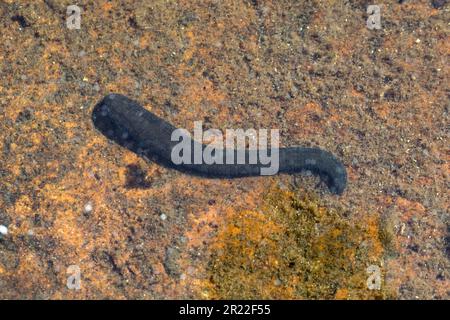 Lech cavallo europeo (Haemopis sanguisuga), vista dall'alto, Germania Foto Stock