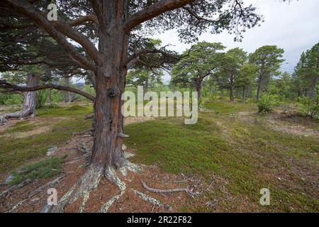 Pino Scotch, pino Scozzese (Pinus sylvestris), pini nel parco nazionale, Norvegia, Parco nazionale Stabbursdalen Foto Stock