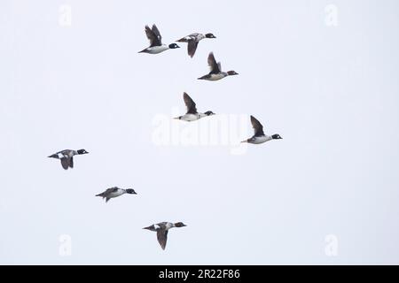 Goldeneye comune, anatroccolo goldeneye (Bucephala clangula), gruppo in volo, Norvegia Foto Stock