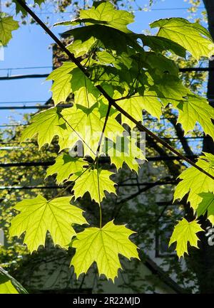 Back lite Norway Maple (Acer platanoides) Spring Scarsdalem, NY Foto Stock