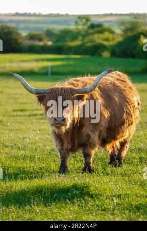 Razza delle Highland. Mucche scozzesi su mulini a vento background.Red Hairy bull masticare erba. Allevamento e mucca breeding. Furry mucche di altopiano pascolano sul verde Foto Stock