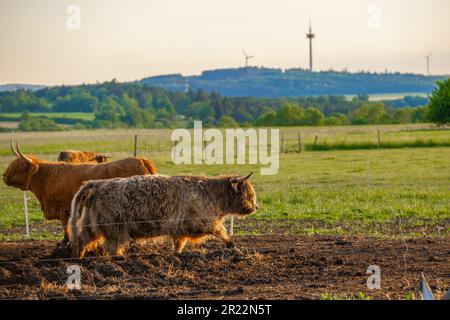 Razza delle Highland. Mucche scozzesi su mulini a vento background.Red Hairy bull masticare erba. Allevamento e mucca breeding. Furry mucche di altopiano pascolano sul verde Foto Stock