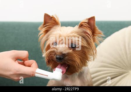 Donna spazzolando i denti del cane sul divano, primo piano Foto Stock