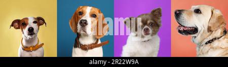 Collage con foto di cani carini in collari su sfondi di diversi colori. Design del banner Foto Stock