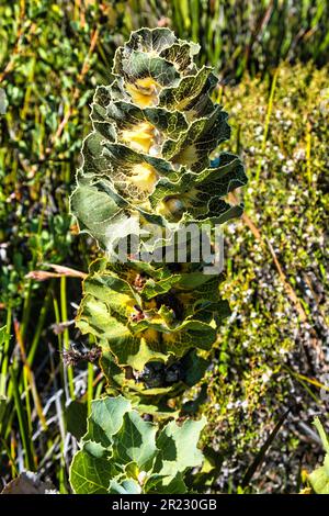 Hakea victoria (hakea reale o lanterna), nota per il suo fogliame ornamentale, un raro arbusto endemico del Fitzgerald River National Park, Australia Occidentale Foto Stock