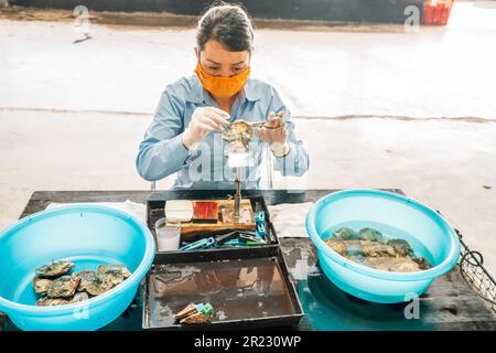 Ha Long City, Vietnam, 16 novembre 2022: Un tecnico sta impiantando una perla in un'ostrica di perle nel processo di coltivazione della perla coltivata vicino ad ha Long Foto Stock