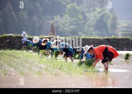 QIANDONGNAN, CINA - 16 MAGGIO 2023 - gli agricoltori trapiantano piantine di riso in un campo terrazzato nel villaggio di Jiaogui di Qiandongnan, Guizhou della Cina sudoccidentale Foto Stock