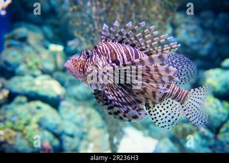 Pesce leone sotto acqua Foto Stock