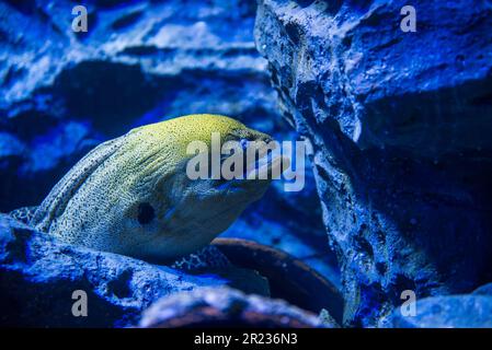 Anguilla di Moray gigante Foto Stock