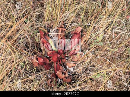 Pianta di caraffa (Sarracenia purpurea) che cresce nel Parco Nazionale del Principe Albert, Saskatchewan trovato mentre si cammina il sentiero Bogwalk. Foto Stock