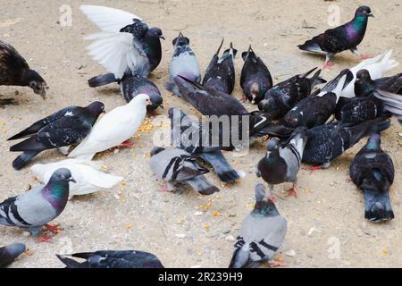 I piccioni mangiano cibo sulla terra e mais sulle labbra, il gruppo di piccioni mangia cibo insieme, animale di pollame Foto Stock