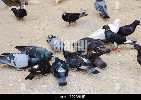 I piccioni mangiano cibo sulla terra e mais sulle labbra, il gruppo di piccioni mangia cibo insieme, animale di pollame Foto Stock