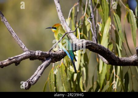 Rainbow Bee eater Foto Stock