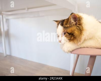 Gatto persiano adagiarsi sulla sedia guardando alla telecamera Foto Stock