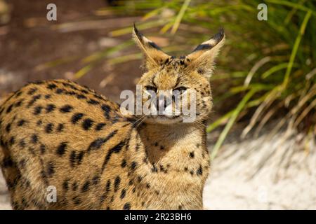 Serval Cat, originario dell'Africa, vive normalmente nell'area subsahariana. Foto Stock