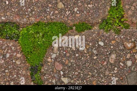 Muschio verde (Bryophyta) che cresce tra i mattoni di cemento dell'asfaltatrice da giardino con spazio di copia. Direttamente sopra l'immagine astratta di primo piano con texture dettagliate. Foto Stock