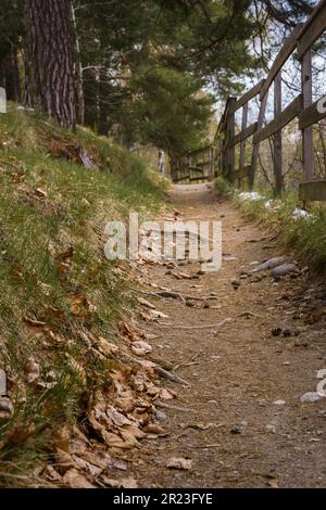 Forest Path con guida in legno, vista ad angolo basso. Foto Stock
