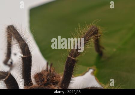 Estremità posteriore della tarantola Foto Stock