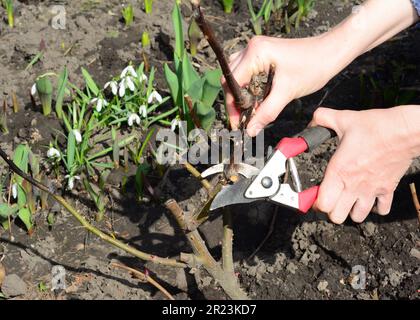 Rimuovere una vecchia canna da una rosa. Giardiniere potatura rosa cespuglio e taglio legno morto per prevenire le malattie in primavera. Foto Stock