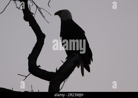 Un'aquila adulta calva appollaiata in cima ad un albero in decadenza sullo sfondo di nuvole bianche Foto Stock