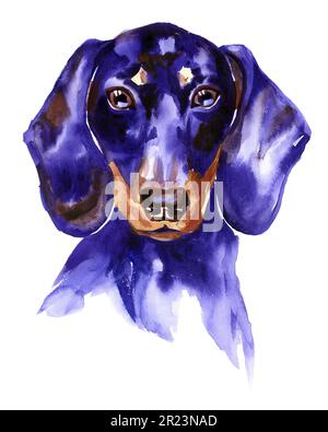 Acquerello Illustrazione Ritratto di Dachshund Puppy. Cane isolato Foto Stock