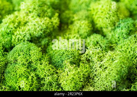 decorativo splendido sfondo di muschio verde primo piano Foto Stock