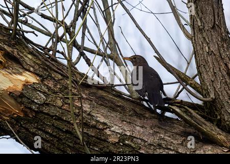 Il comune uccello nero Turdus merula è un uccello relativamente grande e a coda lunga, diffuso e comune, e quindi uno dei più popolari e ben k Foto Stock