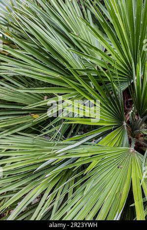 Il fogliame delle foglie spiky di Trachycarpus fortunei Chusan Palm che cresce in un parco a Newquay in Cornovaglia nel Regno Unito. Foto Stock