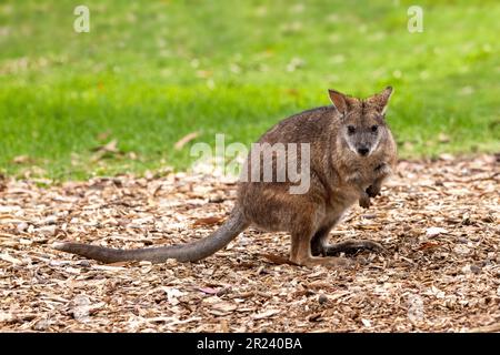 Wallaby dal collo rosso, Macropus rufogriseus, in piedi in posa accovacciata, vista frontale, con fondo erboso. Tasmania, Australia. Foto Stock