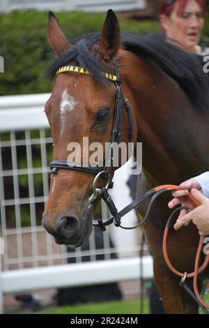 Londra, Regno Unito. 16th maggio 2023. Capitano Winters nella recinzione dei vincitori dopo aver vinto il 18:45 Heron Stakes al Sandown Park Racecourse, Regno Unito. Credit: Paul Blake/Alamy Live News. Foto Stock