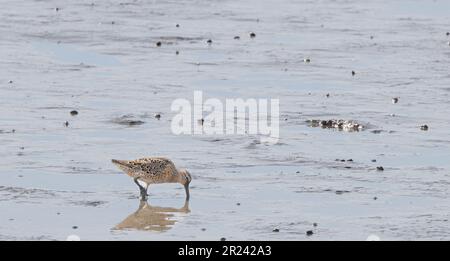 Una dottiera a basso costo che si nutre sulle pianelle mudflats durante la bassa marea lungo il fiume Tolomato in Florida. Foto Stock