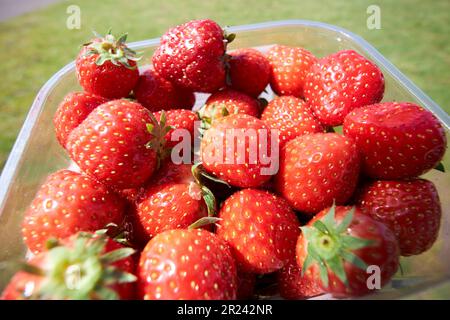 un pugno di fragole raccolte dal venditore di strada nel regno unito Foto Stock