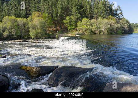 Il potente fiume di montagna scorre attraverso la foresta di lussureggianti alberi verdi. Splendido paesaggio alpino con acqua blu in un fiume veloce al tramonto. Lugo. Foto Stock