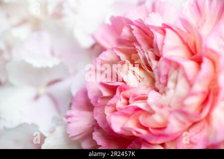 Macro fotografia primo piano di un fiore di peonia rosa Foto Stock