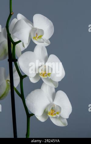 Fiori bianchi di una fioritura di orchidea Phalaenopsis, isolato dallo sfondo, pianta decorativa, primo piano su uno sfondo grigio blu Foto Stock