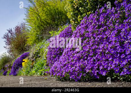 Un sentiero panoramico di fiori blu si snoda attraverso un terreno roccioso Foto Stock