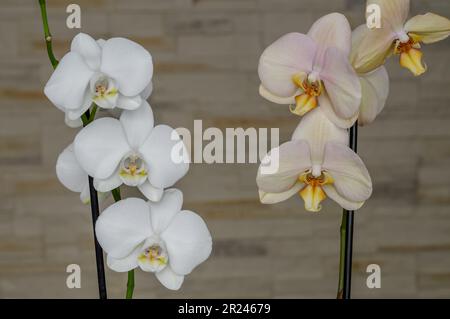 orchidee in due colori, giallo-rosa e bianco, fiori in piena fioritura su un ramo in primo piano sullo sfondo di una parete decorativa Foto Stock