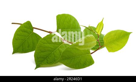 Ramo di alghe asiatiche isolato su sfondo bianco Foto Stock