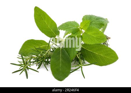 Salvia al rosmarino e balsamo al limone isolati su fondo bianco Foto Stock