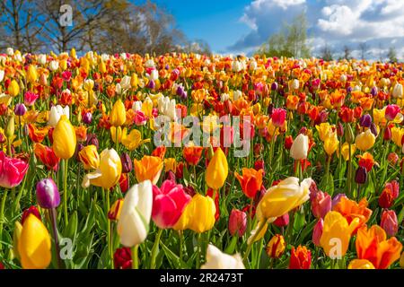 Tulipano rosso giallo in fiore a Lisse Holland Netherlands primo piano Foto Stock