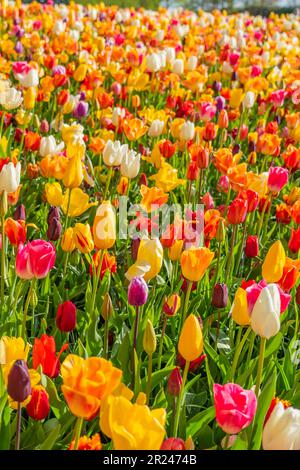 Paesaggio di coloratissimo campo di tulipani fiorito in Lisse Olanda Olanda Olanda Olanda in primavera, Foto Stock
