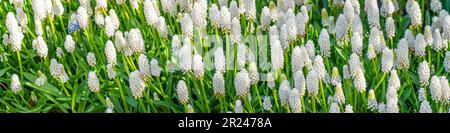 Fiore giacinto d'uva al momento del mattone con luce dal lato, panorama da vicino Foto Stock