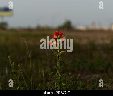 Un bel colpo di un fiore di pennello indiano fiorente su un campo Foto Stock