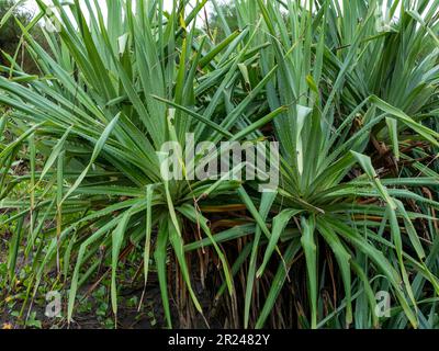 Fragrant Screwpine Plant, Pandanus odorier per artigianato, a Parangtritis Beach, Yogyakarta, Indonesia Foto Stock