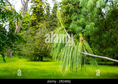 Un lungo ramo di pino con un grappolo di gemme di pinecone Foto Stock