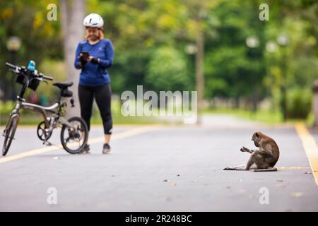 Un ciclista singaporiana esce dalla sua moto per scattare una foto di un macaco seduto su un ponte, Singapore Foto Stock