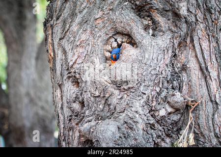 corikeets arcobaleno nidificanti all'interno di un albero cavo Foto Stock