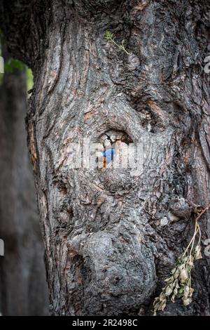 corikeets arcobaleno nidificanti all'interno di un albero cavo Foto Stock