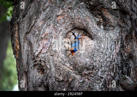 corikeets arcobaleno nidificanti all'interno di un albero cavo Foto Stock