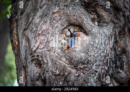 corikeets arcobaleno nidificanti all'interno di un albero cavo Foto Stock